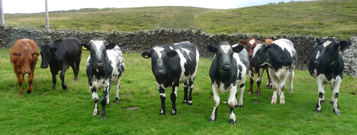 Cows/Farming in Carleton